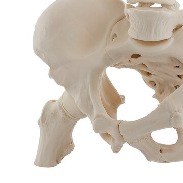 Human hip joint bones showing femoral head and acetabulum, front oblique view, realistic anatomical model on white background
