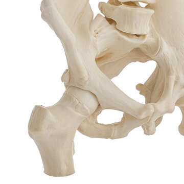 Human hip joint bones showing femoral head and acetabulum, front oblique view, realistic anatomical model on white background