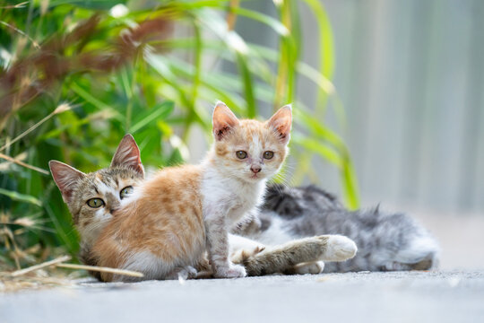 A cat and a kitten are looking into the distance
