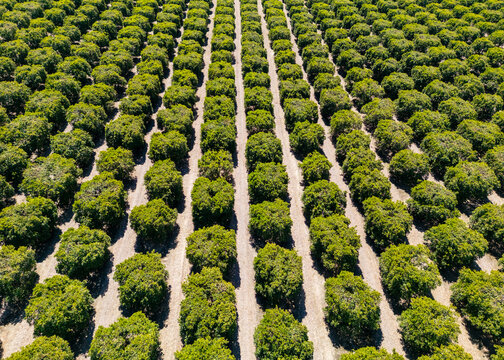 Aerial view of rows of citrus trees in a large orchard with geometric patterns and lush green foliage under bright sunlight in Bakersfield, California, United States.