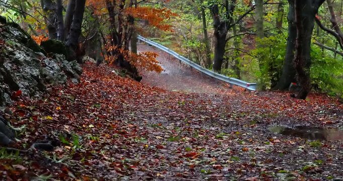 Autumn foliage in the woods of the Sacro Monte di Varese.