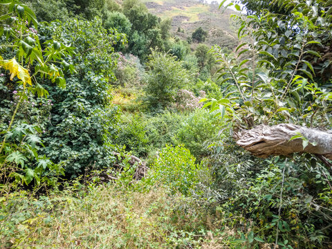 Lush green valley filled with vibrant trees and dense vegetation under bright natural daylight capturing wild forest scenery during a sunny afternoon