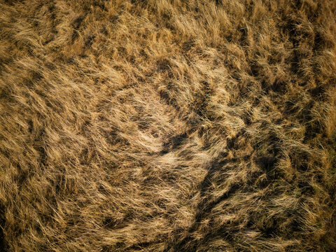 Aerial view of dry golden grass in a meadow with subtle textures and shadows in Marpingen, Saarland, Germany.