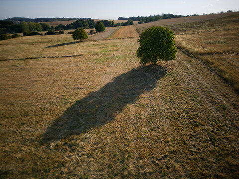 Aerial view of a dry, harvested field with two prominent trees casting long shadows across the landscape in Marpingen, Saarland, Germany.
