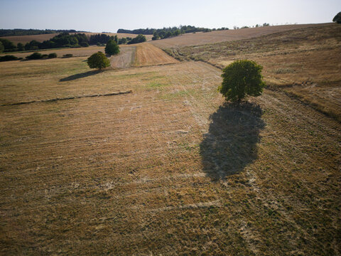 Aerial view of agricultural fields with scattered trees and long shadows in the late afternoon light in Marpingen, Saarland, Germany.