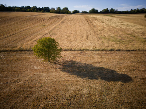 Aerial view of a solitary green tree standing in a vast harvested field with golden stubble and a long shadow cast across the dry landscape in Marpingen, Saarland, Germany.