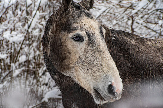 old wild horse in Patagonia Argentina