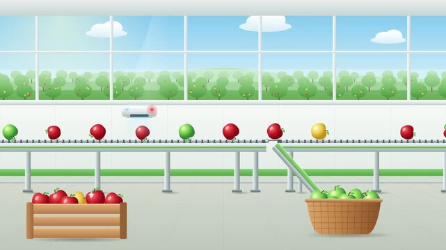 Automated Optical Apple Sorting Machine on Fruit Processing Conveyor Belt