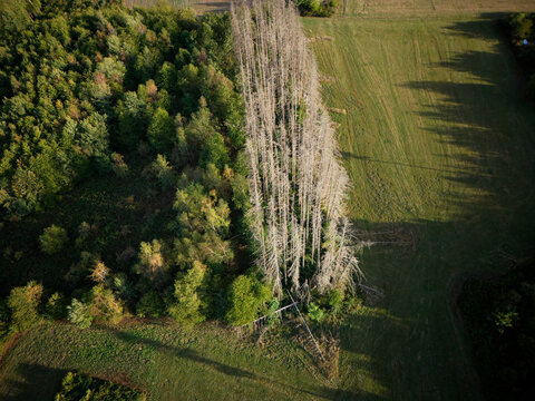 Aerial view of a row of dead, leafless trees standing between a dense green forest and an open agricultural field in Marpingen, Saarland, Germany.