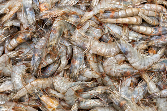 Fresh raw tiger prawns frame filling pattern on crushed ice market counter