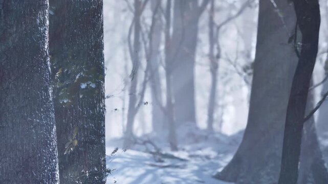 Snow blankets the ground and tree trunks in a forest. Soft light filters through the branches, creating a quiet scene. Snowflakes fall gently in the cool air, giving a serene feeling.