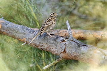 Un joven Escribano soteño (Emberiza cirlus) lleno de curiosidad © FranciscoJose
