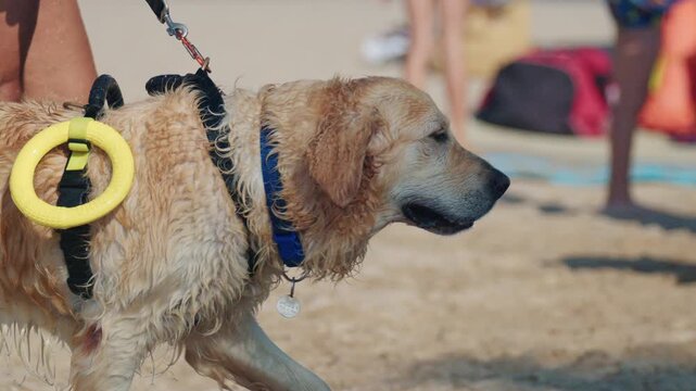 Wet golden retriever with a yellow floating ring on its harness walking on a leash across a sandy beach, French Riviera, France.
