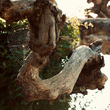 Camperdown Elm Spiderweb 