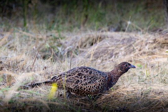 common pheasant walking through dry meadow grass