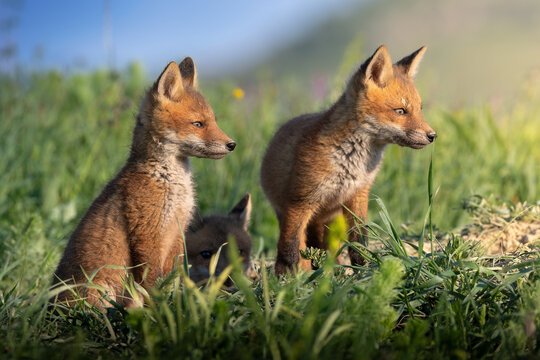 three red fox cubs together in meadow