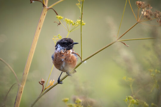 male european stonechat perched among wildflower stems