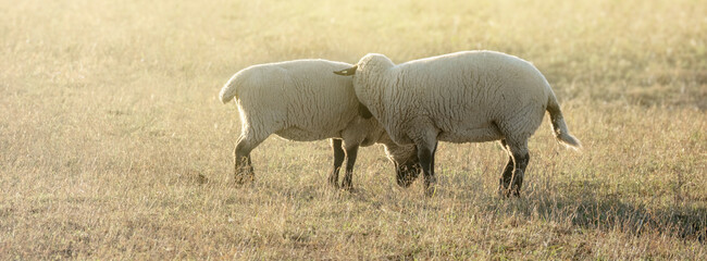Two sheep interact in a field during late afternoon light near a tractor and farm equipment © Jill Dundee