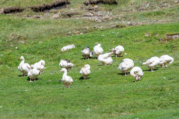 Faroese Geese in the beautiful nature of the Faroe Islands © Gestur
