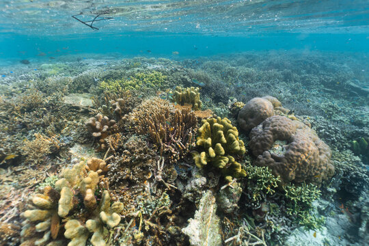 Aerial view of the vibrant coral reef ecosystem with diverse hard and soft corals in the clear waters of Raja Ampat Regency, Southwest Papua, Indonesia.