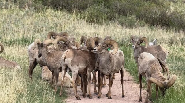 Bighorn Sheep Rams Behavior During the Rut