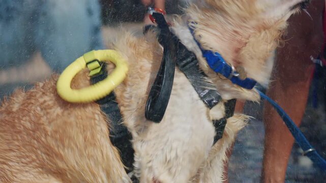 Close-up of a wet golden retriever with a yellow floating ring on its harness panting on the beach, French Riviera, France.