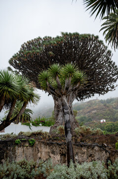 Mist settles around the Drago Milenario as it rises above a low stone wall in Icod de los Vinos. One of the oldest known specimens of Dracaena draco on Tenerife.