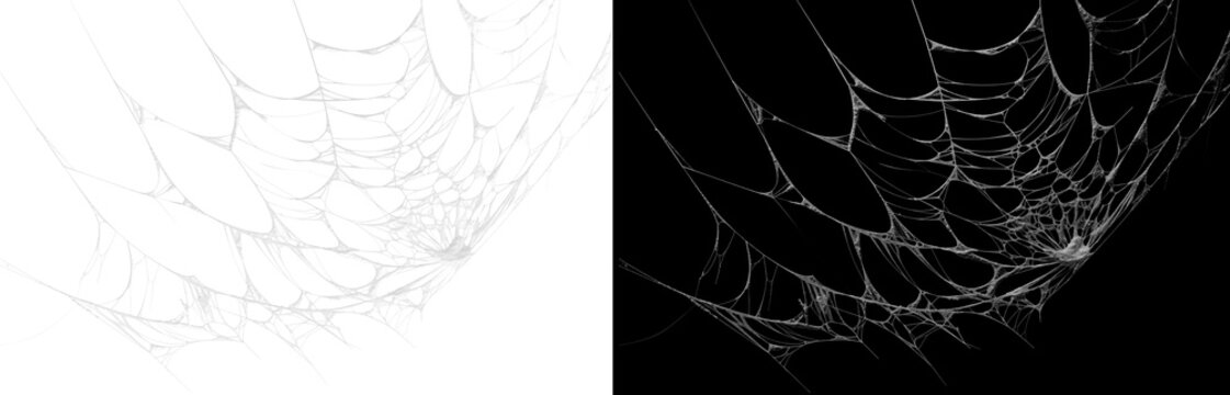 Spooky spider web isolated on transparent background for halloween