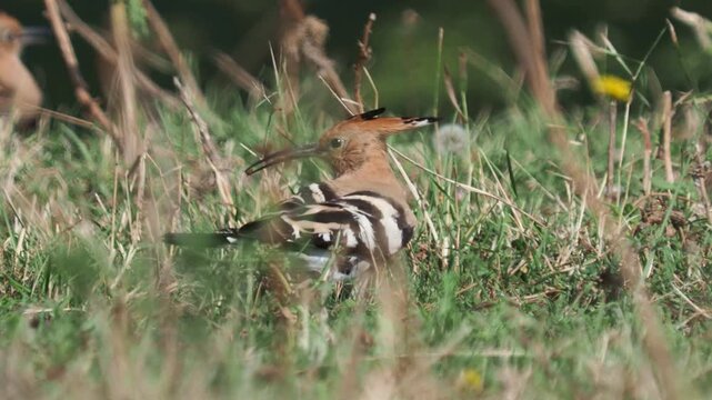 Eurasian hoopoes (Upupa epops) adult feeding a juvenile in autumn migration