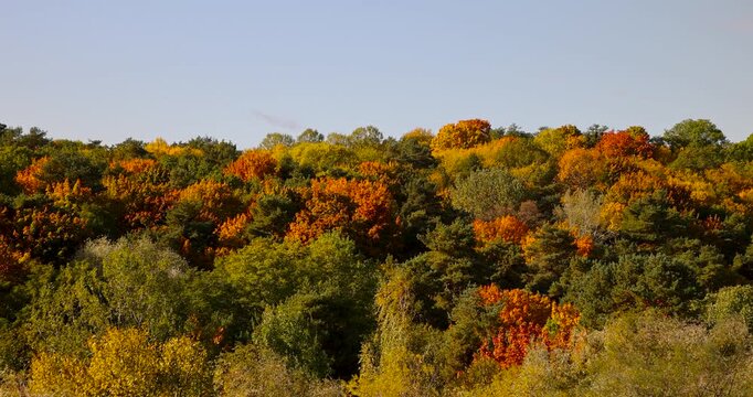 Landscape view of an autumn forest with changing leaf colors, broadleaf forested hills in warm October light