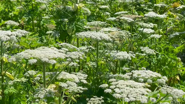 Giant hogweed (Heracleum mantegazzianum) in H&ouml;rte, Skurup community, Scania, Sweden, Scandinavia