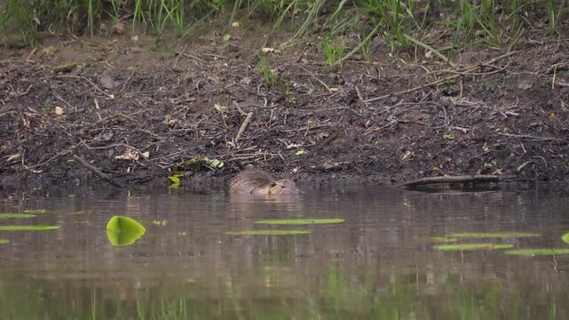 A nutria (Myocastor coypus) walks and swims on the shore of a pond, beaver rat, nature, wildlife, Ahlden, district Heidekreis, Lower Saxony, Germany