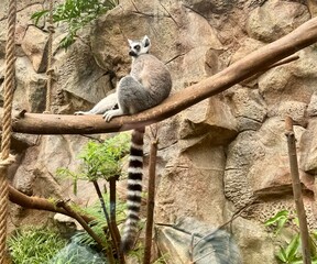 Ring-tailed lemur sitting on a tree branch © Silvia