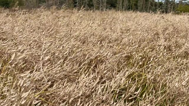 Ripe Oil radish (Raphanus sativus var. oleiformis) a catch crop that collects residual nitrogen, supplies nitrogen, competes with weeds, increases humus content, improves soil structure, controls pes