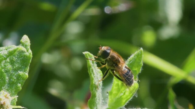 Drone Fly (Eristalis nemorum) in flight in courtship