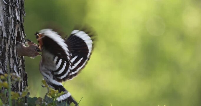 Hoopoe (Upupa epops) Bird of the Year 2022, male with food for the almost fledged young bird, begging for food, foraging, erected bonnet, breeding den, sunrise, interaction, flying, approaching, wing
