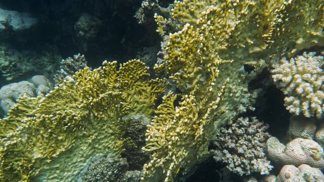 Close-up of grid fire coral (Millepora dichotoma) underwater with detailed structures, Mangrove Bay, El Quesier, Egypt