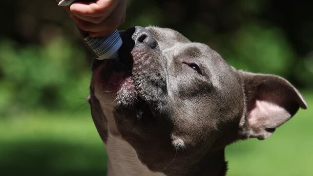 American Staffordshire Terrier being fed