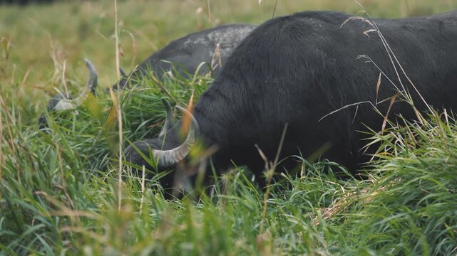 Grazing water buffalo (Bubalus arnee), Gm&uuml;nd, Lower Austria, Austria