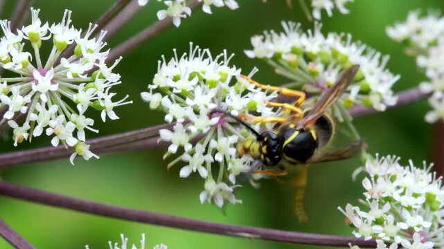 Saxon Wasp (Dolichovespula saxonica), Devon, England, United Kingdom