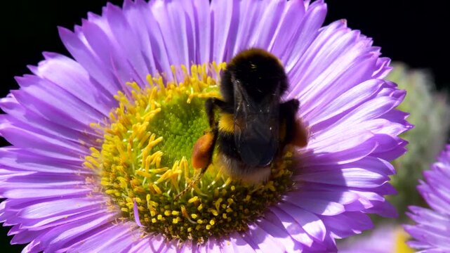 White-tailed Bumblebee (Bombus lucorum) on pink flower, Devon, England, United Kingdom