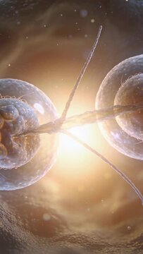 Vertical video: Showing two dividing cells in culture neck thinning as light rising