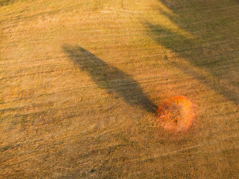 Aerial view of a single tree with vibrant autumn foliage casting a long shadow across a vast golden-brown field in Banska Bystrica, Banskobystricky kraj, Slovakia.