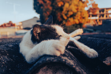 CUTE CAT ON THE ROOF AT SUNSET © ric