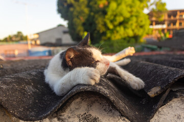CUTE CAT ON THE ROOF AT SUNSET © ric