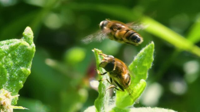 Drone Fly (Eristalis nemorum) in flight in courtship