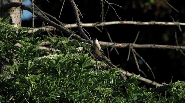Red-backed shrike (Lanius collurio), pair, mating Hesse, Germany