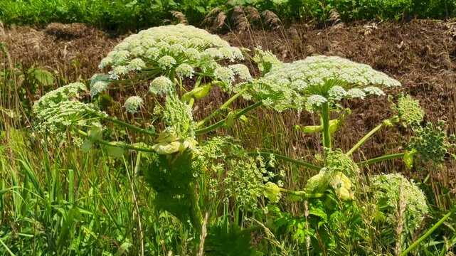 Flowering Giant Hogweed, (Heracleum mantegazzianum) an invasive species that is difficult to eradicate, in Glemminge, Ystad Municipality, Sk&aring;ne County, Sweden, Scandinavia