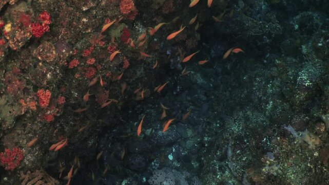 School of Sea Goldies Swimming Along Underwater Coral-Covered Rock Wall