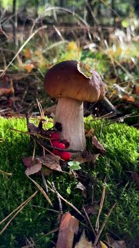 Wild mushrooms in a hand. Selective focus.